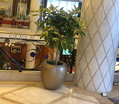 綠植租擺案例