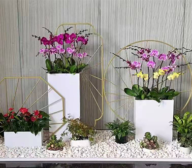 綠植租擺